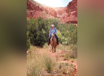 Caballo cuarto de milla, Caballo castrado, 4 años, 147 cm, Dunalino (Cervuno x Palomino)
