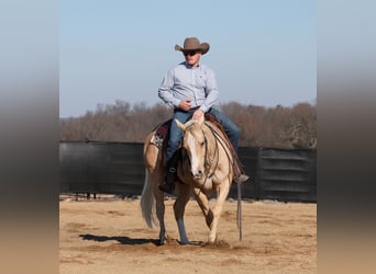 Caballo cuarto de milla, Caballo castrado, 4 años, 147 cm, Palomino