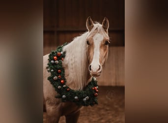 Caballo cuarto de milla, Caballo castrado, 4 años, 147 cm, Palomino