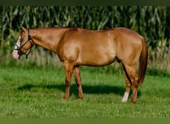 Caballo cuarto de milla, Caballo castrado, 4 años, 147 cm, Red Dun/Cervuno