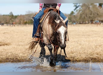 Caballo cuarto de milla, Caballo castrado, 4 años, 147 cm, Tordo