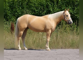 Caballo cuarto de milla, Caballo castrado, 4 años, 148 cm, Dunalino (Cervuno x Palomino)