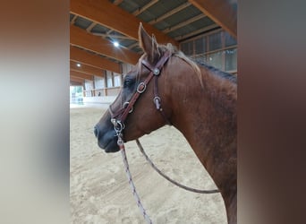 Caballo cuarto de milla, Caballo castrado, 4 años, 150 cm, Alazán