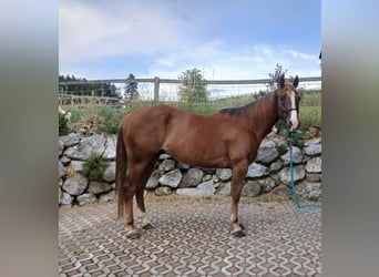 Caballo cuarto de milla, Caballo castrado, 4 años, 150 cm, Alazán