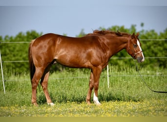 Caballo cuarto de milla, Caballo castrado, 4 años, 150 cm, Alazán