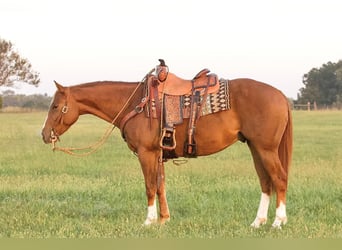 Caballo cuarto de milla, Caballo castrado, 4 años, 150 cm, Alazán rojizo
