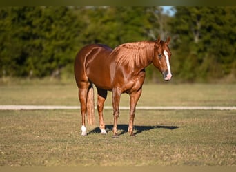 Caballo cuarto de milla, Caballo castrado, 4 años, 150 cm, Alazán rojizo