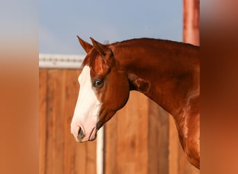 Caballo cuarto de milla, Caballo castrado, 4 años, 150 cm, Alazán rojizo