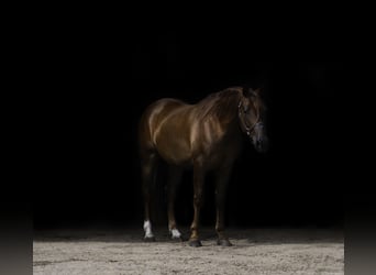 Caballo cuarto de milla, Caballo castrado, 4 años, 150 cm, Alazán rojizo