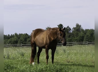 Caballo cuarto de milla, Caballo castrado, 4 años, 150 cm, Alazán rojizo