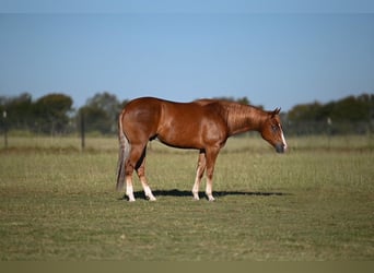 Caballo cuarto de milla, Caballo castrado, 4 años, 150 cm, Alazán rojizo
