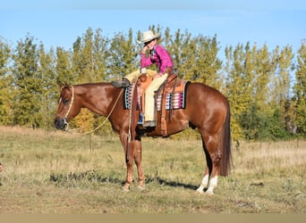 Caballo cuarto de milla, Caballo castrado, 4 años, 150 cm, Alazán rojizo