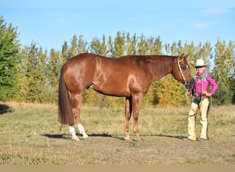 Caballo cuarto de milla, Caballo castrado, 4 años, 150 cm, Alazán rojizo