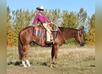 Caballo cuarto de milla, Caballo castrado, 4 años, 150 cm, Alazán rojizo