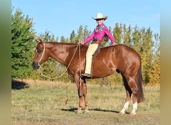 Caballo cuarto de milla, Caballo castrado, 4 años, 150 cm, Alazán rojizo