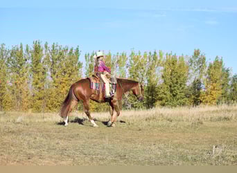 Caballo cuarto de milla, Caballo castrado, 4 años, 150 cm, Alazán rojizo