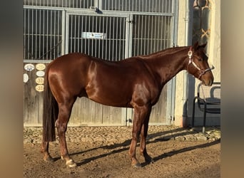 Caballo cuarto de milla, Caballo castrado, 4 años, 150 cm, Alazán-tostado