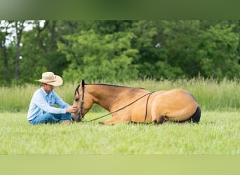 Caballo cuarto de milla, Caballo castrado, 4 años, 150 cm, Buckskin/Bayo