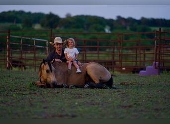 Caballo cuarto de milla, Caballo castrado, 4 años, 150 cm, Buckskin/Bayo