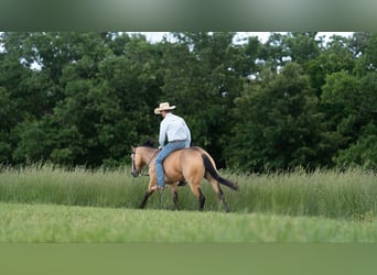 Caballo cuarto de milla, Caballo castrado, 4 años, 150 cm, Buckskin/Bayo