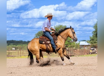 Caballo cuarto de milla, Caballo castrado, 4 años, 150 cm, Buckskin/Bayo