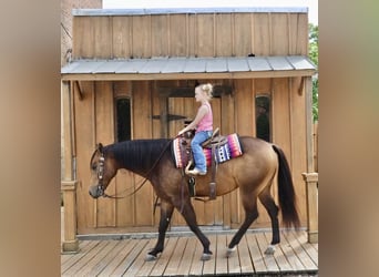 Caballo cuarto de milla, Caballo castrado, 4 años, 150 cm, Buckskin/Bayo
