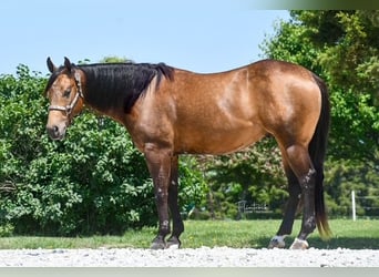 Caballo cuarto de milla, Caballo castrado, 4 años, 150 cm, Buckskin/Bayo