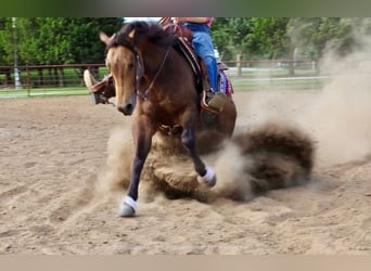 Caballo cuarto de milla, Caballo castrado, 4 años, 150 cm, Buckskin/Bayo