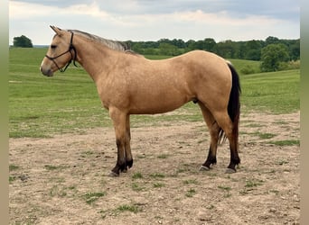 Caballo cuarto de milla, Caballo castrado, 4 años, 150 cm, Buckskin/Bayo