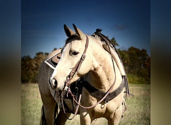 Caballo cuarto de milla, Caballo castrado, 4 años, 150 cm, Buckskin/Bayo