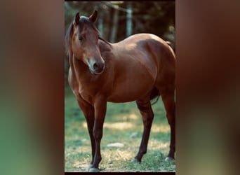 Caballo cuarto de milla, Caballo castrado, 4 años, 150 cm, Castaño oscuro