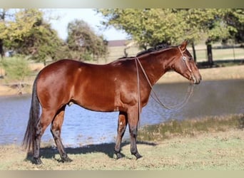 Caballo cuarto de milla, Caballo castrado, 4 años, 150 cm, Castaño rojizo