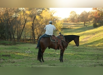 Caballo cuarto de milla, Caballo castrado, 4 años, 150 cm, Castaño rojizo