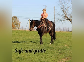 Caballo cuarto de milla, Caballo castrado, 4 años, 150 cm, Castaño rojizo