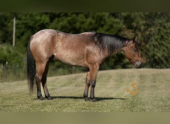 Caballo cuarto de milla, Caballo castrado, 4 años, 150 cm, Castaño-ruano