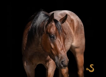 Caballo cuarto de milla, Caballo castrado, 4 años, 150 cm, Castaño-ruano