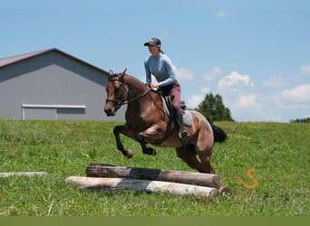Caballo cuarto de milla, Caballo castrado, 4 años, 150 cm, Castaño-ruano