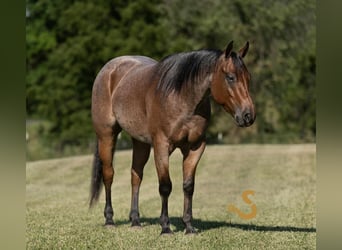 Caballo cuarto de milla, Caballo castrado, 4 años, 150 cm, Castaño-ruano