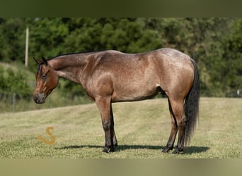 Caballo cuarto de milla, Caballo castrado, 4 años, 150 cm, Castaño-ruano