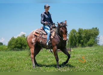 Caballo cuarto de milla, Caballo castrado, 4 años, 150 cm, Castaño-ruano