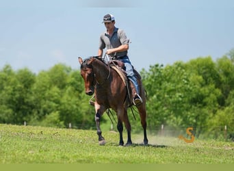 Caballo cuarto de milla, Caballo castrado, 4 años, 150 cm, Castaño-ruano