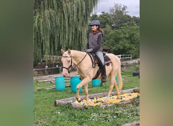 Caballo cuarto de milla, Caballo castrado, 4 años, 150 cm, Champán