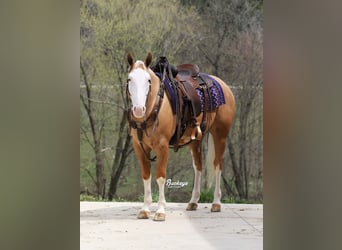 Caballo cuarto de milla, Caballo castrado, 4 años, 150 cm, Palomino