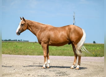 Caballo cuarto de milla, Caballo castrado, 4 años, 150 cm, Palomino