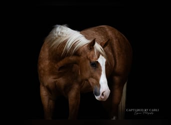 Caballo cuarto de milla, Caballo castrado, 4 años, 150 cm, Palomino