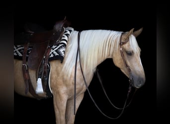 Caballo cuarto de milla, Caballo castrado, 4 años, 150 cm, Palomino
