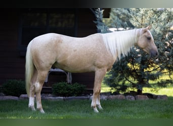 Caballo cuarto de milla, Caballo castrado, 4 años, 150 cm, Palomino