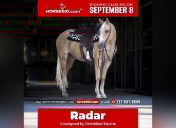 Caballo cuarto de milla, Caballo castrado, 4 años, 150 cm, Palomino