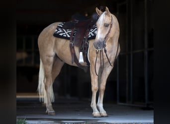 Caballo cuarto de milla, Caballo castrado, 4 años, 150 cm, Palomino