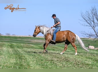 Caballo cuarto de milla, Caballo castrado, 4 años, 150 cm, Palomino